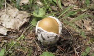 Распространение и описание гриба поплавка шафранового, фото Сходные виды и отличия от них