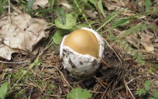 Rozšíření a popis šafránové plovákové houby, foto Podobné druhy a rozdíly od nich
