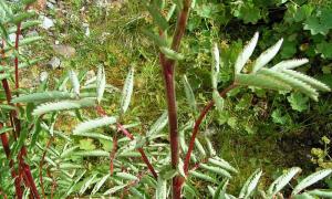 Burnet - prospešné vlastnosti, použitie v ľudovom liečiteľstve, kontraindikácie Aká rastlina je podobná burnetu
